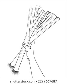 Black and white leeks. Leeks in hand. A vegetable in a human hand. Healthy food. Isolated vector illustration white background. Black and white illustration. Line drawing. 