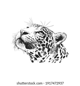 leopardo blanco y negro mirando hacia arriba