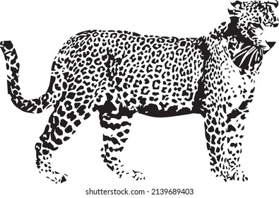 
Black and white leopard print illustration