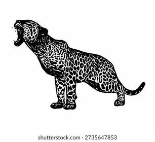 Black and white leopard roaring standing sideways, detailed wildlife illustration in vintage engraving vector style.