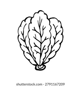 Black and White Lettuce Illustration. Leafy Vegetable Sketch for Salad, Gardening and Food Design
