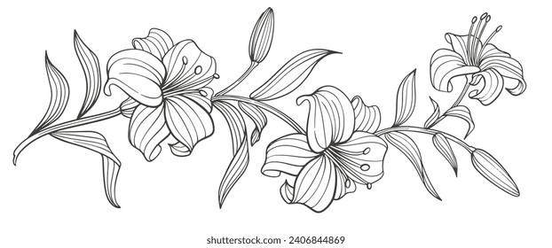 black and white lili flower
