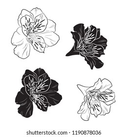 Black and white Lilies and alstroemeria line set isolated on white background. Spring summer flowers vector illustration.