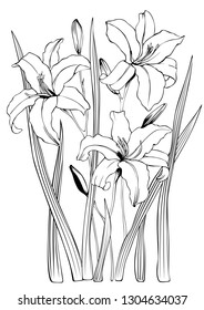 Black   and white lilies for coloring