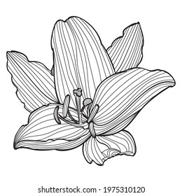 Black and white lily flower line art illustration.