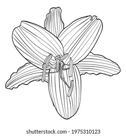 Black and white lily flower line art illustration.