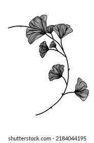 A Black and white line art drawing of these unique leaves, Ginkgo Biloba, for background, logo and other illustration needs
