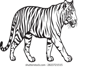 Black and white line art drawing of a wild tiger walking with big cat predator wildlife illustration monochrome isolated powerful creature majestic detailed carnivore strength movement