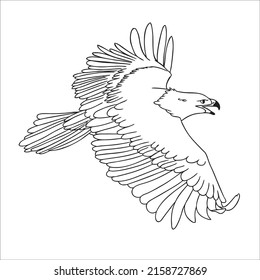 Black and white line art eagle picture