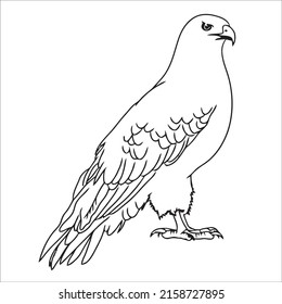 Black and white line art eagle picture