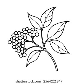 Black and white line art of an elderberry plant with detailed leaves and berry clusters