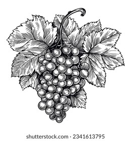 Black and white line art of grape with leaves, simple and elegant, vector engraved illustration with contours and shading