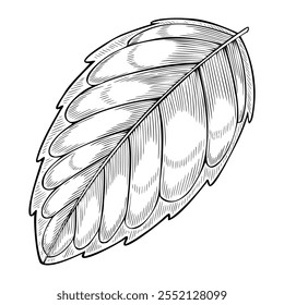 Black and white line art of a Mint Leaf. Vector outline drawing of medical plant for herbal medicine or aromatherapy. Monochrome engraving of herb in vintage style for cookery book or recipe.