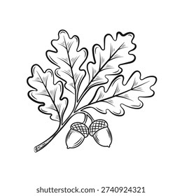 Black and white line art of oak leaves with acorns, detailed botanical illustration perfect for coloring pages and decor.