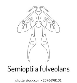 Black and white line art of Semioptila fulveolans moth. Detailed scientific illustration for coloring books, biology studies, entomology projects, and nature enthusiasts.