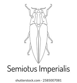 Black and white line art of Semiotus imperialis, a click beetle species. Detailed entomological illustration for coloring books, educational materials, and scientific resources.