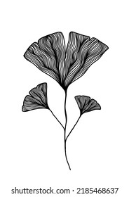 A Black and white line art silhouette drawing of ginkgo biloba leaves for background, logo and other illustration needs