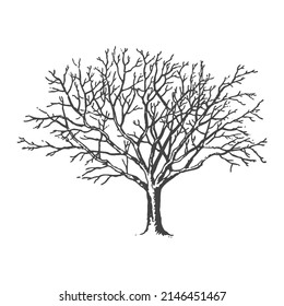 Black White Line Art Tree Stock Vector (Royalty Free) 2146451467 ...