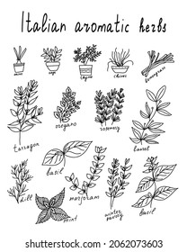 black and white line art vector  italian aromatic herbs illustration set