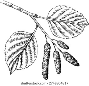 Black and white line of a birch tree branch with leaves and catkins a white background