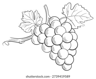 Black and white line of a bunch of grapes with leaves and stem vine