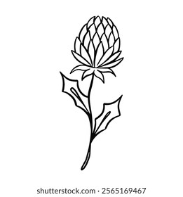 black and white line clover flower hand drawn illustration vector