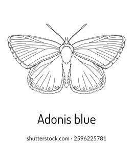 Black and white line drawing of Adonis blue butterfly. Detailed scientific illustration for coloring books, biology studies, and nature lovers. Perfect for education, entomology projects, and design.