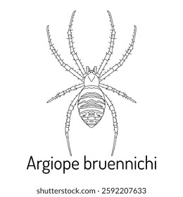 Black and white line drawing of Argiope bruennichi, the wasp spider. Detailed scientific illustration for coloring books, entomology studies, and educational materials.