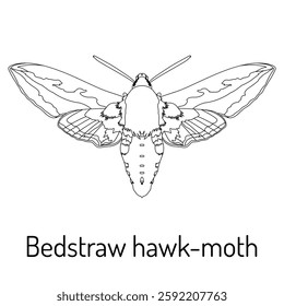 Black and white line drawing of the Bedstraw hawk-moth. Detailed scientific illustration for coloring books, entomology studies, and educational materials. Perfect for nature and wildlife lovers.