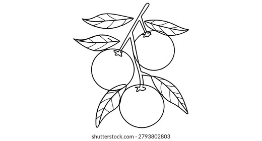 Black and white line drawing of a branch with three fresh oranges and green leaves for coloring activity Vector, illustration