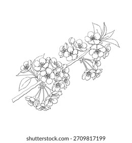 Black and White Line Drawing of Cherry Blossoms on a Branch flower floral