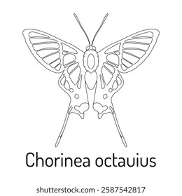 Black and white line drawing of Chorinea octavius butterfly with intricate wing patterns. Perfect for coloring books, nature-themed designs, and educational materials.