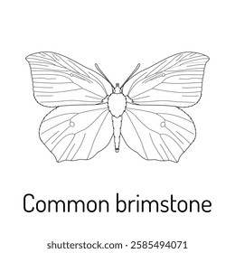 Black and white line drawing of a Common Brimstone butterfly (Gonepteryx rhamni). Perfect for coloring books, educational materials, nature illustrations, and insect-themed designs.