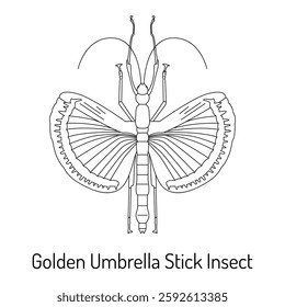 Black and white line drawing of a Golden Umbrella Stick Insect with open wings. Perfect for coloring books, educational materials, and nature-themed designs.