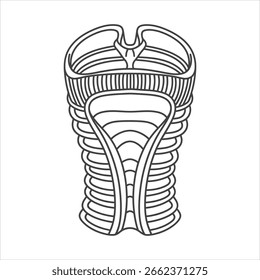 Dibujo de línea en blanco y negro de la anatomía de la laringe humana
