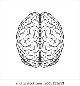 Dibujo de línea en blanco y negro de una anatomía del cerebro humano 1