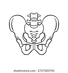 Desenho a preto e branco da pelve humana. A ilustração mostra a cintura pélvica, ilustração vetorial.
