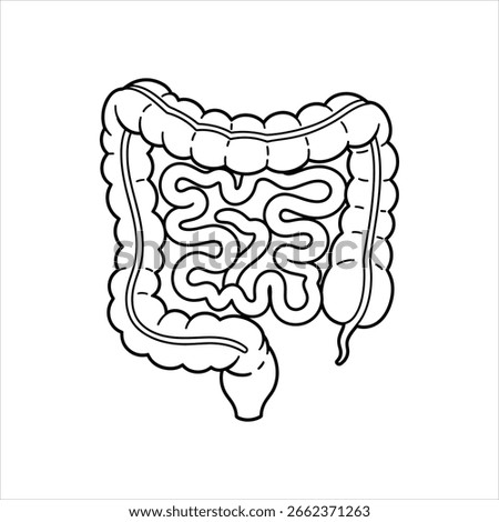 Black and white line drawing of human intestines digestive system
