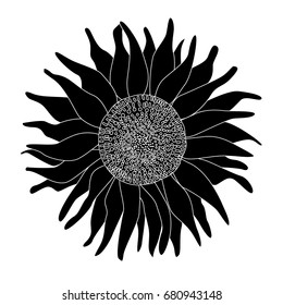 a black and white line drawing of an isolated sunflower; a flower closeup; an artistic illustration; a vintage sketch