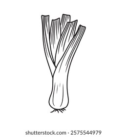A black and white line drawing of a leek with long, layered leaves and small roots. Hand drawn vector sketch illustration in doodle engraved vintage style. Botanical illustration, cooking