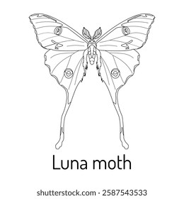 Black and white line drawing of a Luna moth with detailed wing patterns. Ideal for coloring books, nature-themed designs, tattoos, and educational projects.