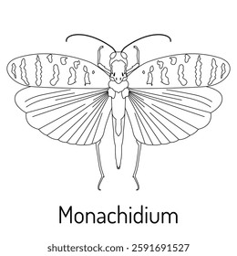 Black and white line drawing of a Monachidium insect with spread wings. Detailed scientific illustration for coloring books, entomology studies, and educational materials.