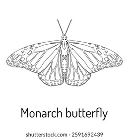 Black and white line drawing of a Monarch butterfly (Danaus plexippus) with spread wings. Detailed scientific illustration for coloring books, entomology studies, and educational materials.