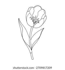 Black and white line drawing of a single tulip flower with leaves bloom blossom