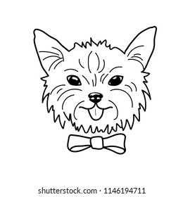 A black and white  line drawing or sketch of a dog face; yorkshire terrier; vector illustration isolated on white;