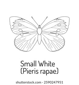 Black and white line drawing of the Small White butterfly (Pieris rapae). Detailed insect illustration for coloring books, educational materials, and nature enthusiasts.