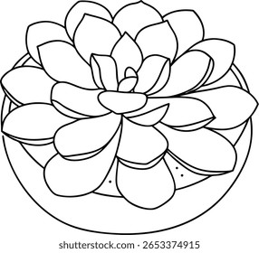 A black and white line drawing of a succulent plant in a pot. The plant has many layered petals arranged in a rosette pattern.