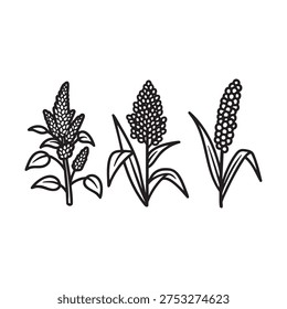 A black and white line drawing of three millet plants with leaves and seed heads.