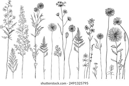 Black and white line drawing of various wildflowers and plants.Silhouettes of grass, flowers and herbs.