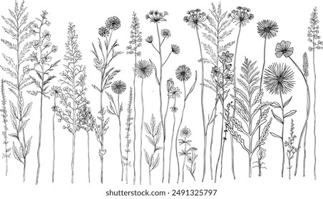 Dibujo en línea en blanco y negro de varias flores silvestres y plantas. Siluetas de hierba, flores y hierbas.